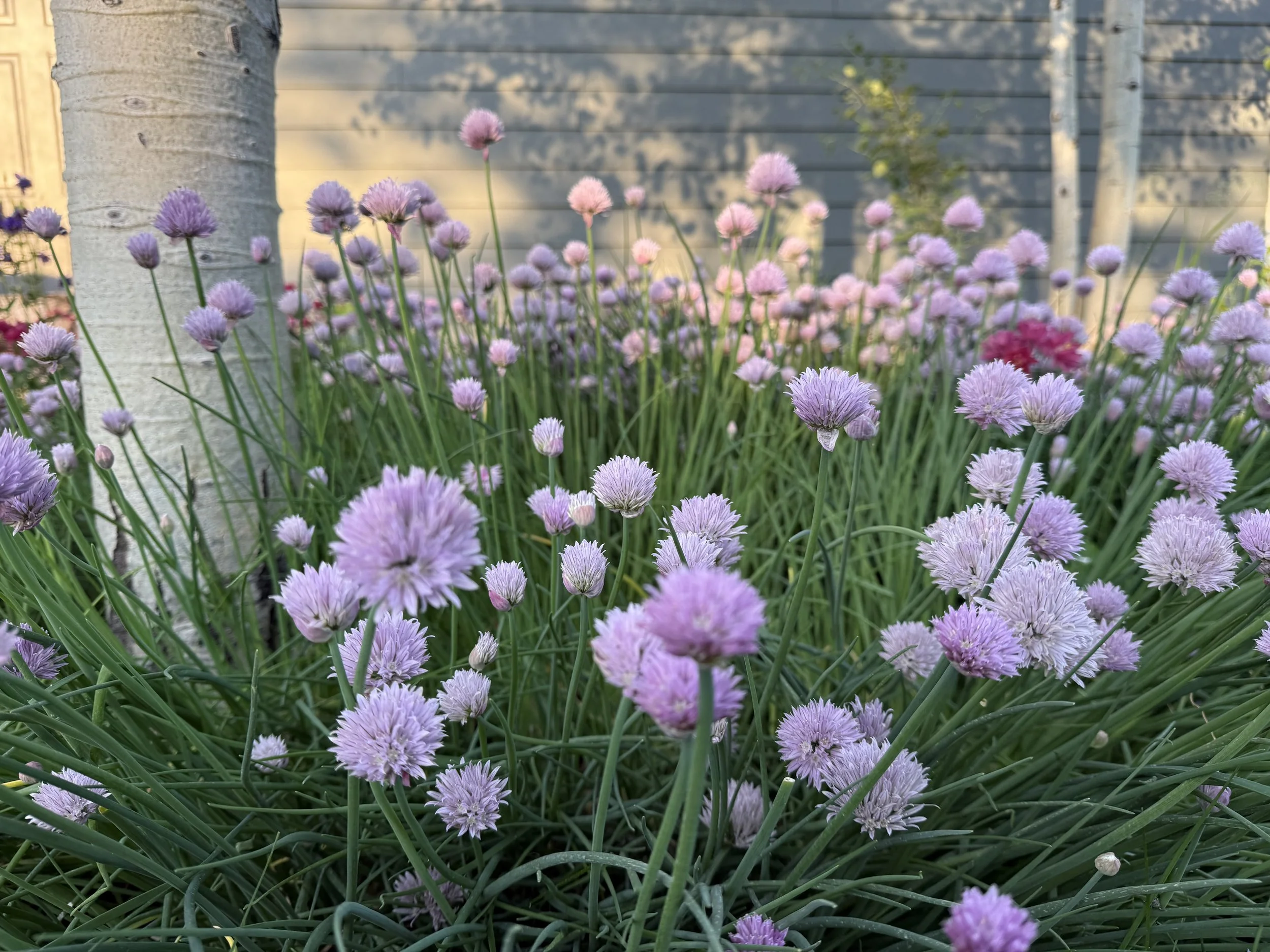 Close-up of chive flowers in a garden