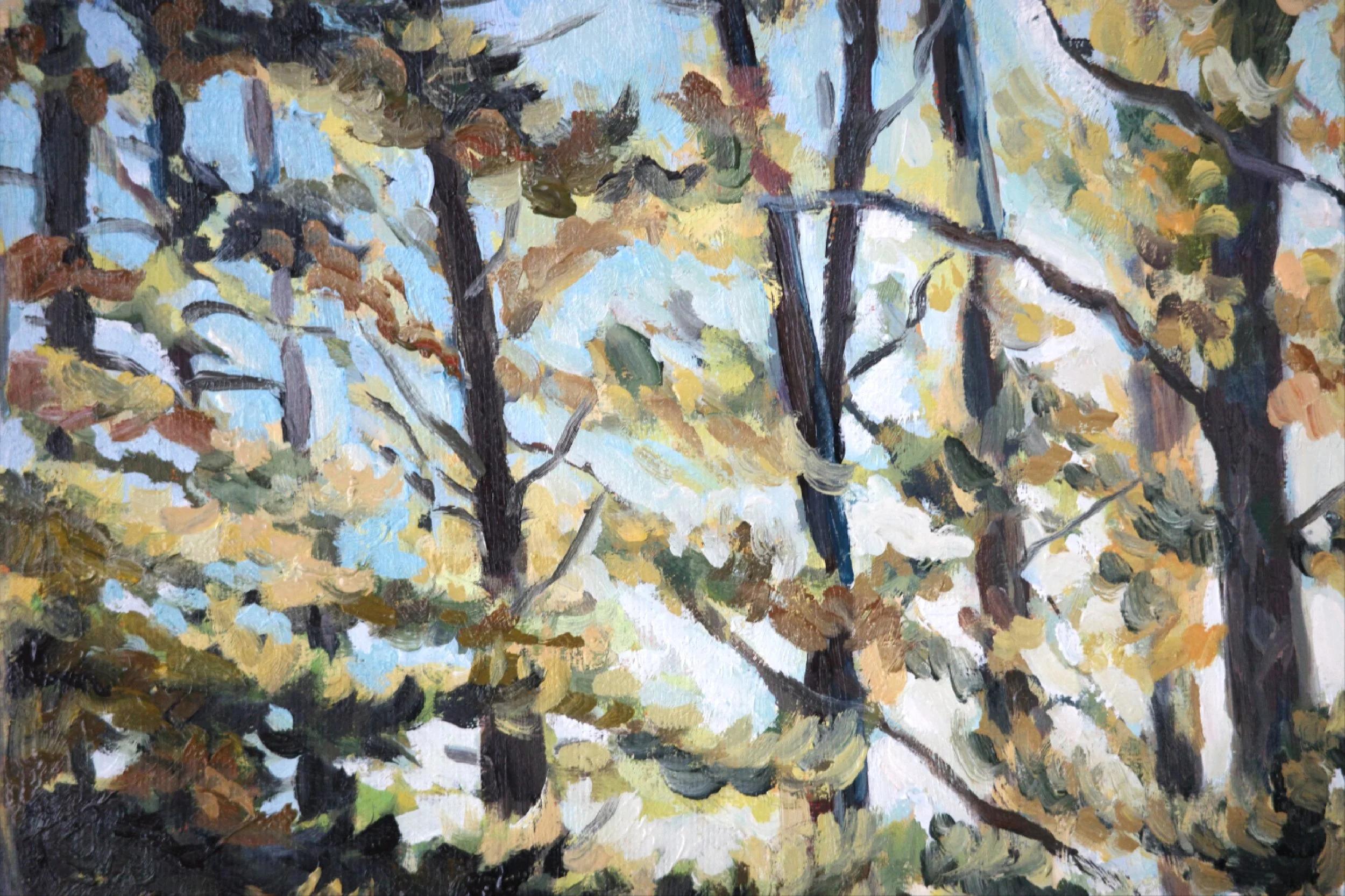 Long Evening Shadows, Adelaide Hills - Harriet Lawless Artist