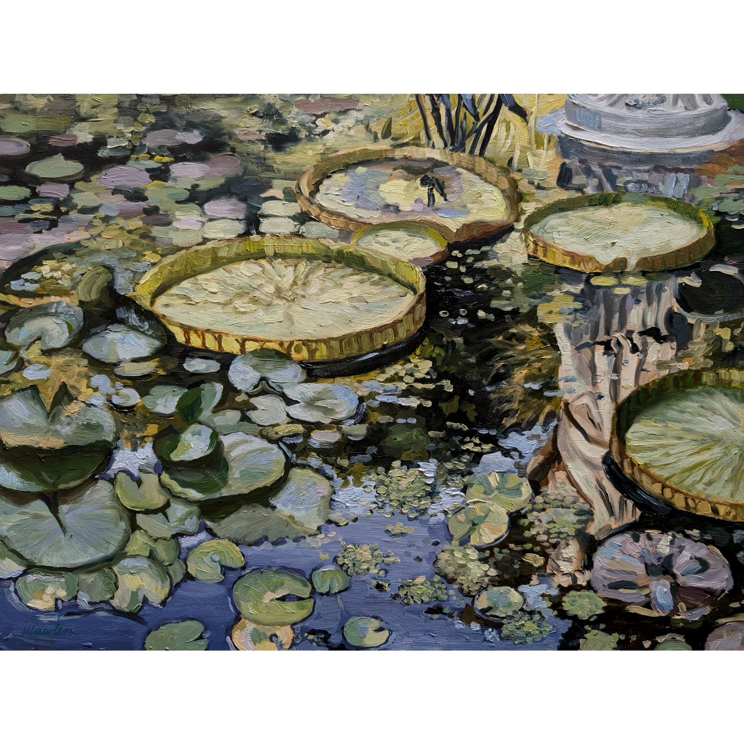 Lily Pond Reflections