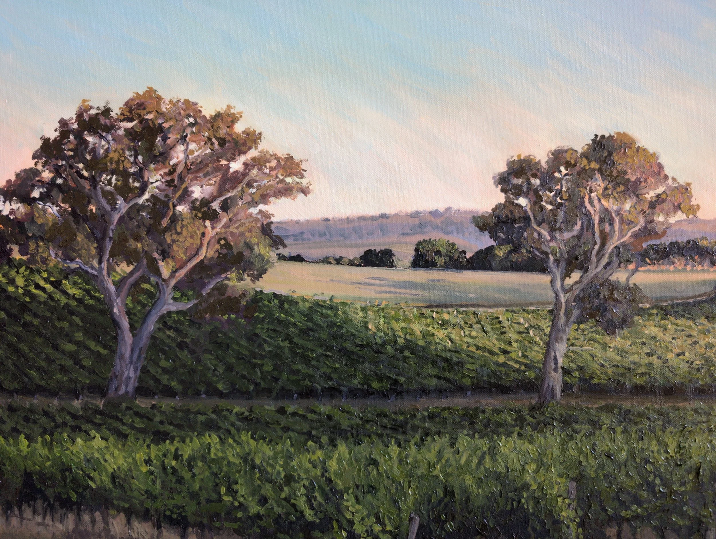 Summer Sunset in the Vineyards, Adelaide Hills - Harriet Lawless Artist