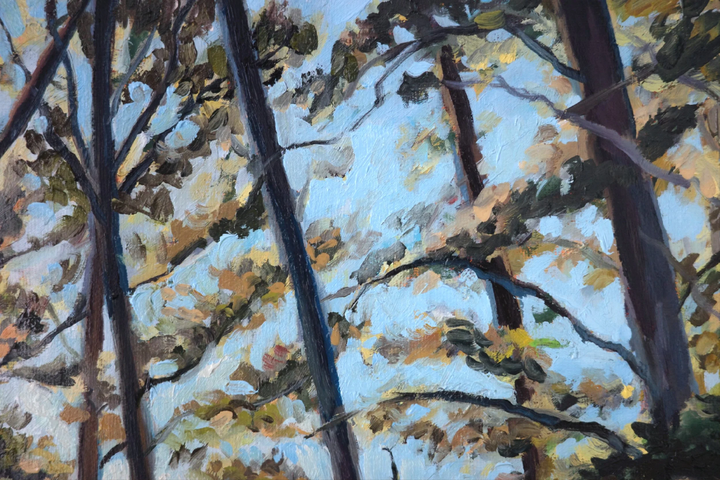 Long Evening Shadows, Adelaide Hills - Harriet Lawless Artist