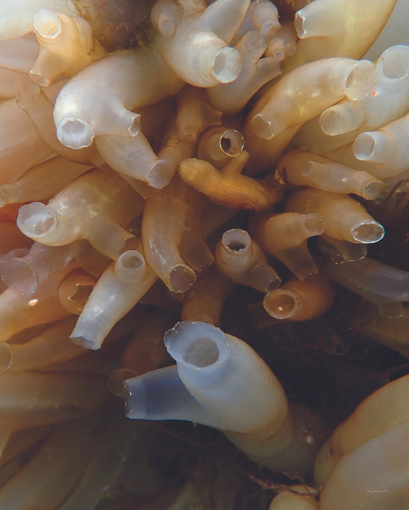 Sea Vase without Flower