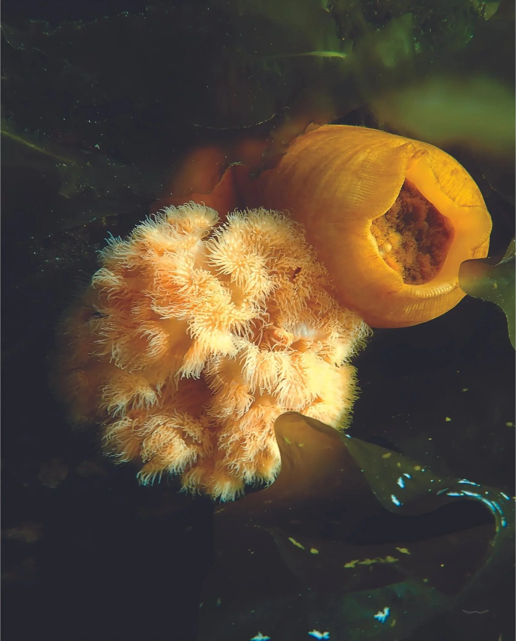 Anemone in Spring