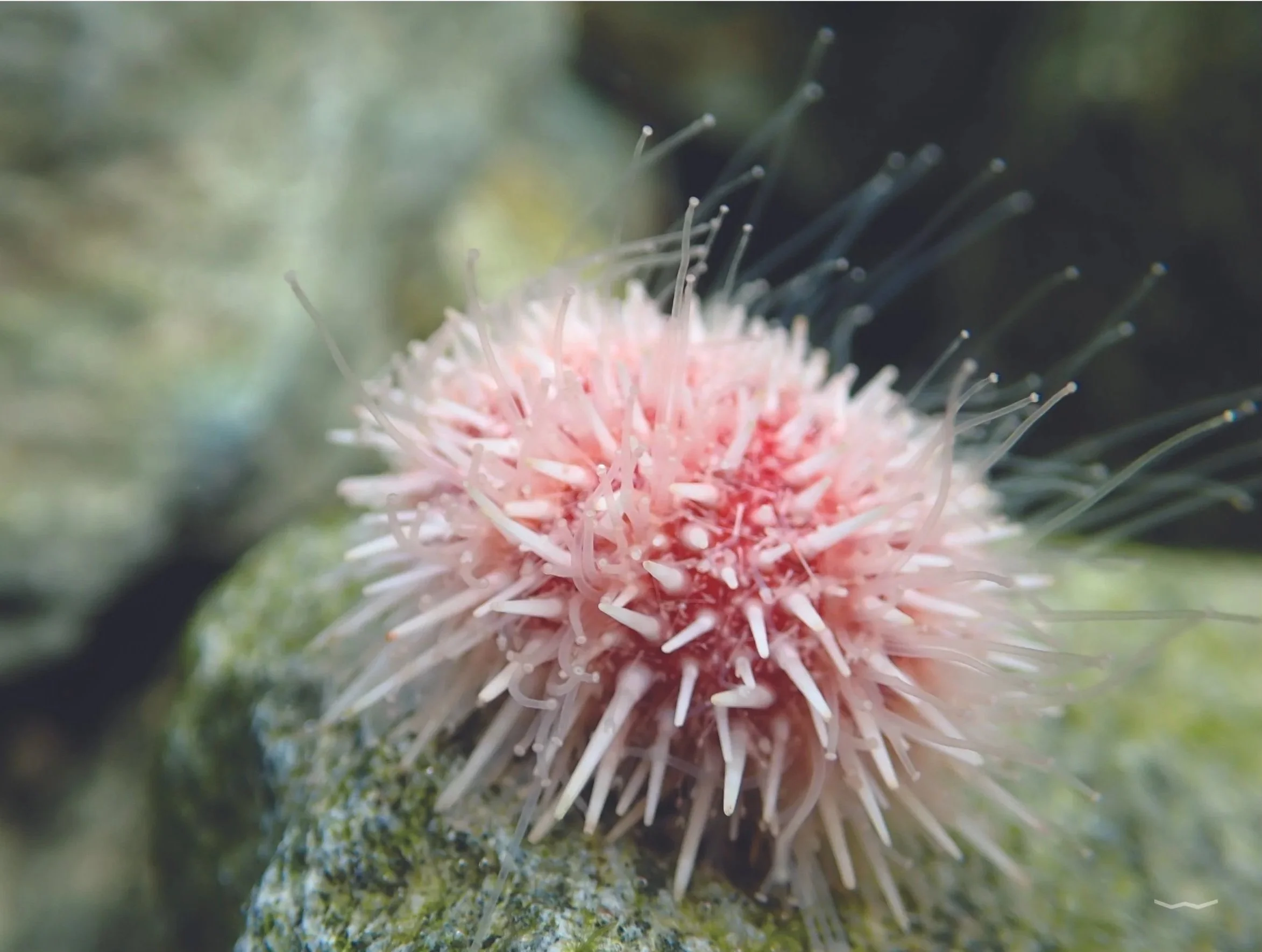 Sea Urchin