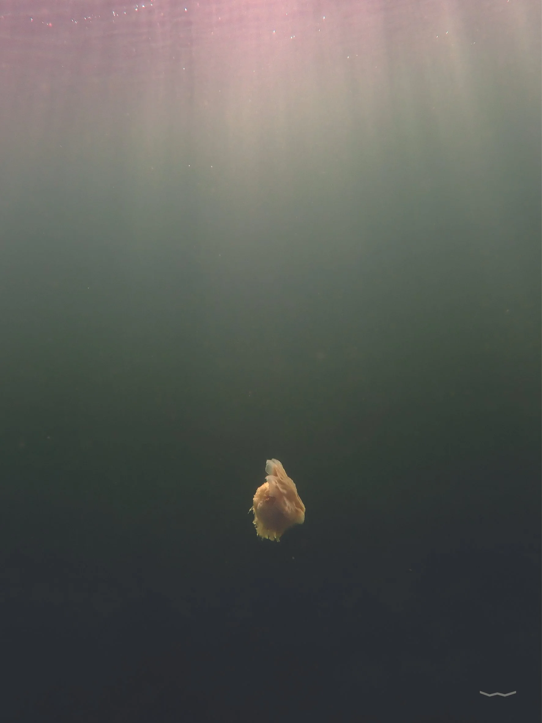 Underwater Pictures-08.jpg