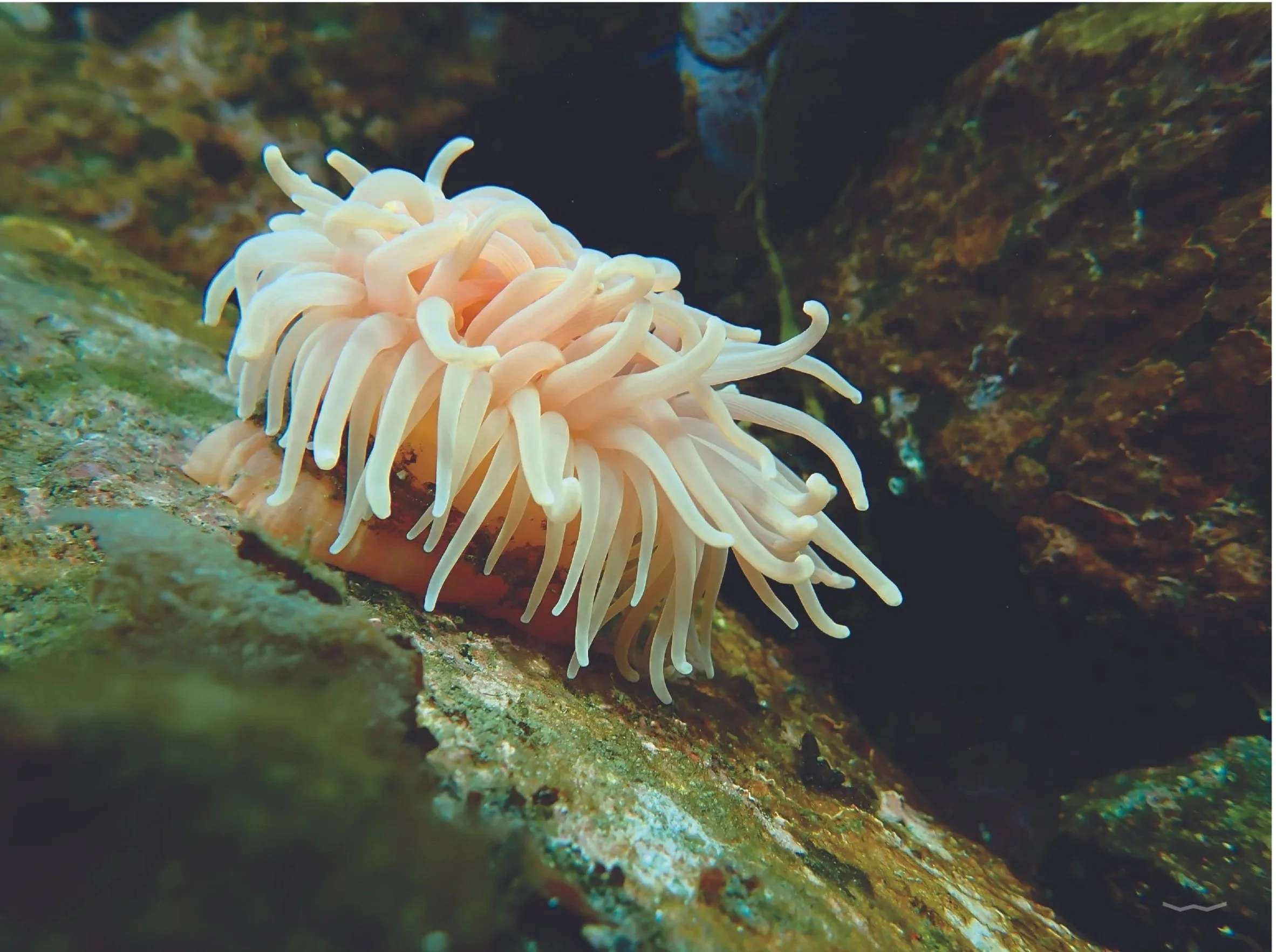 Sea Anemone