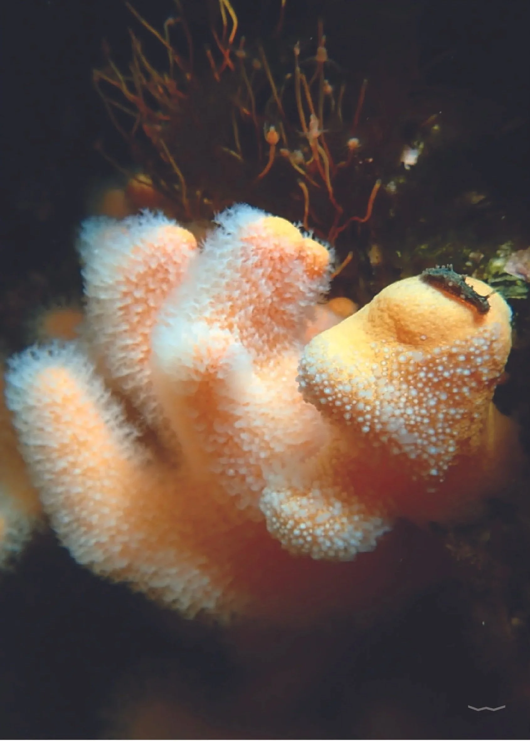 Nudi Branch on Dead Man´s Finger