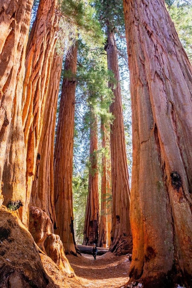 A person walking among towering redwood trees in a forest, with sunlight filtering through the trees.