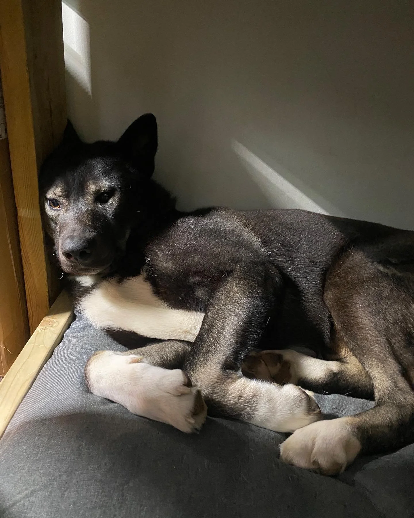 Someone&rsquo;s sleepy after their big walk #dogs #field #hire #surrey #walkies #sleepy