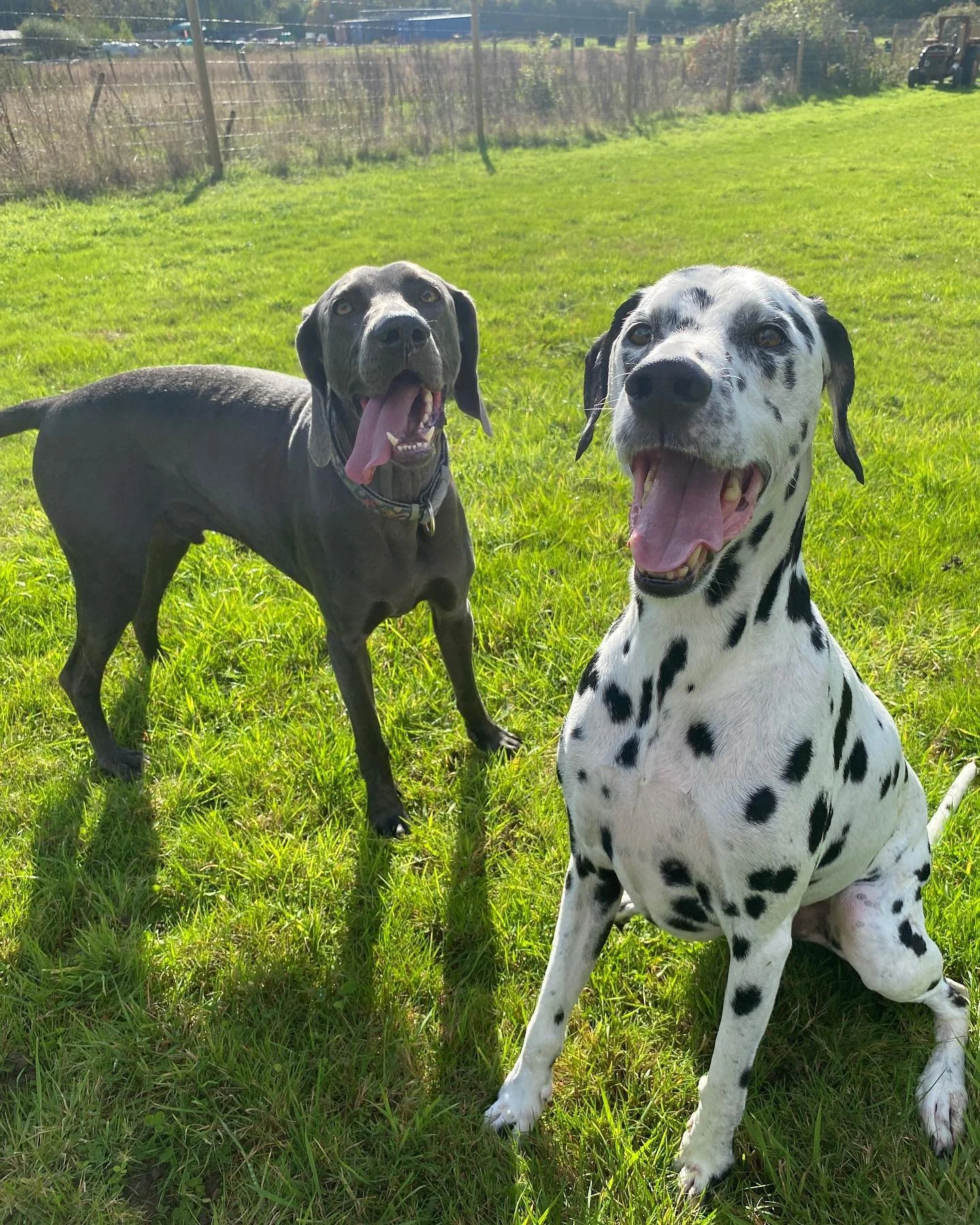 Happy boys using the dog field today #dogs #field #runfree #surrey #dogwalking #freedom #offlead #pets