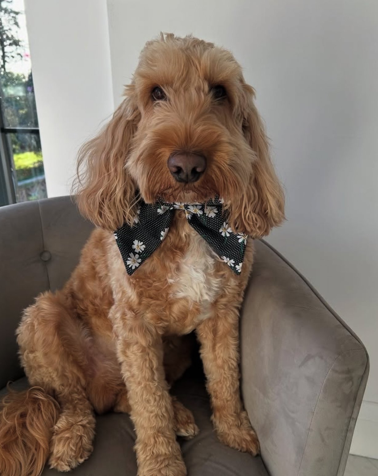 Sailor Bow - Fur-tastic Florals Daisy
