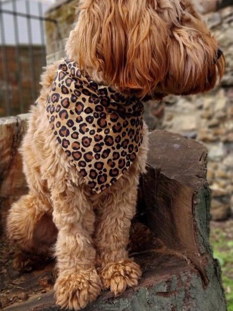 Bandana - Fur-ocious Safari Leopawrd