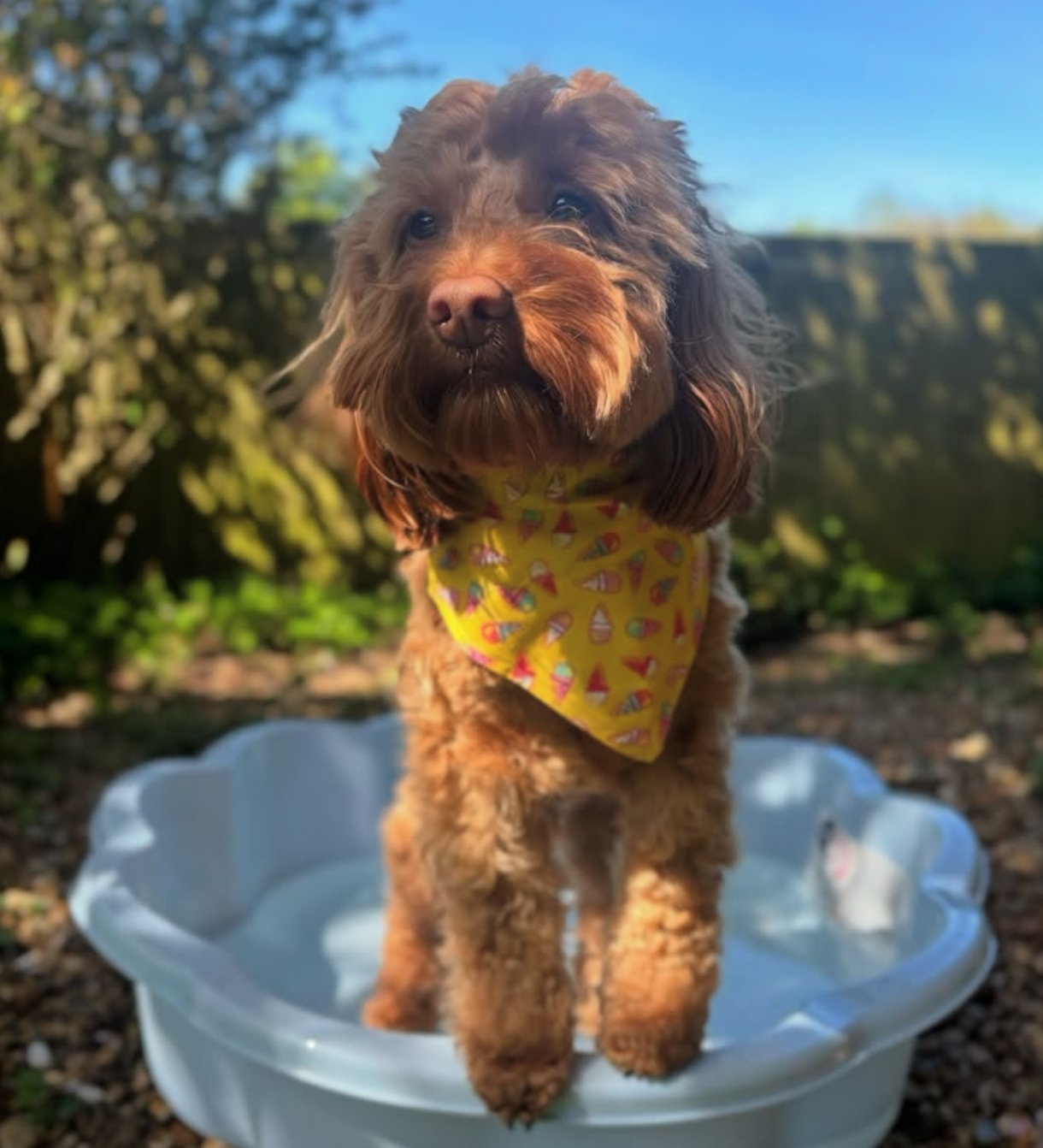 Bandana - Sunshine & Sniffs Ice Cream