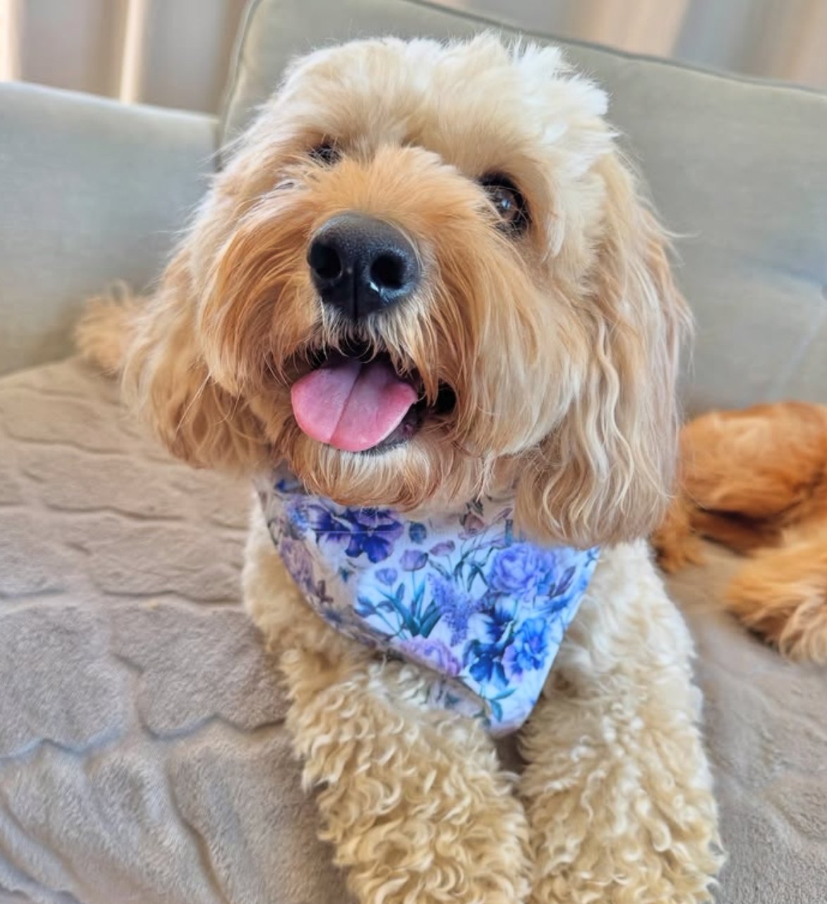 Bandana - Fur-tastic Florals Lilac