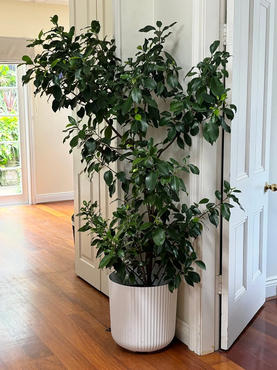 Indoor 2_22pc.jpg