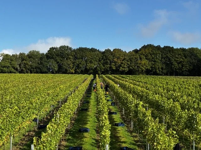 Hoffmann &amp; Rathbone Wine Dinner - Thursday 16th July