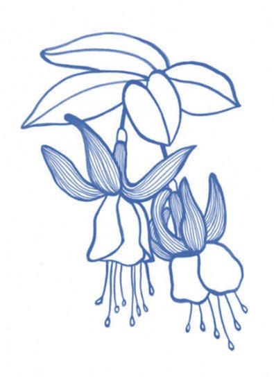 Fuchsia drawing.jpg