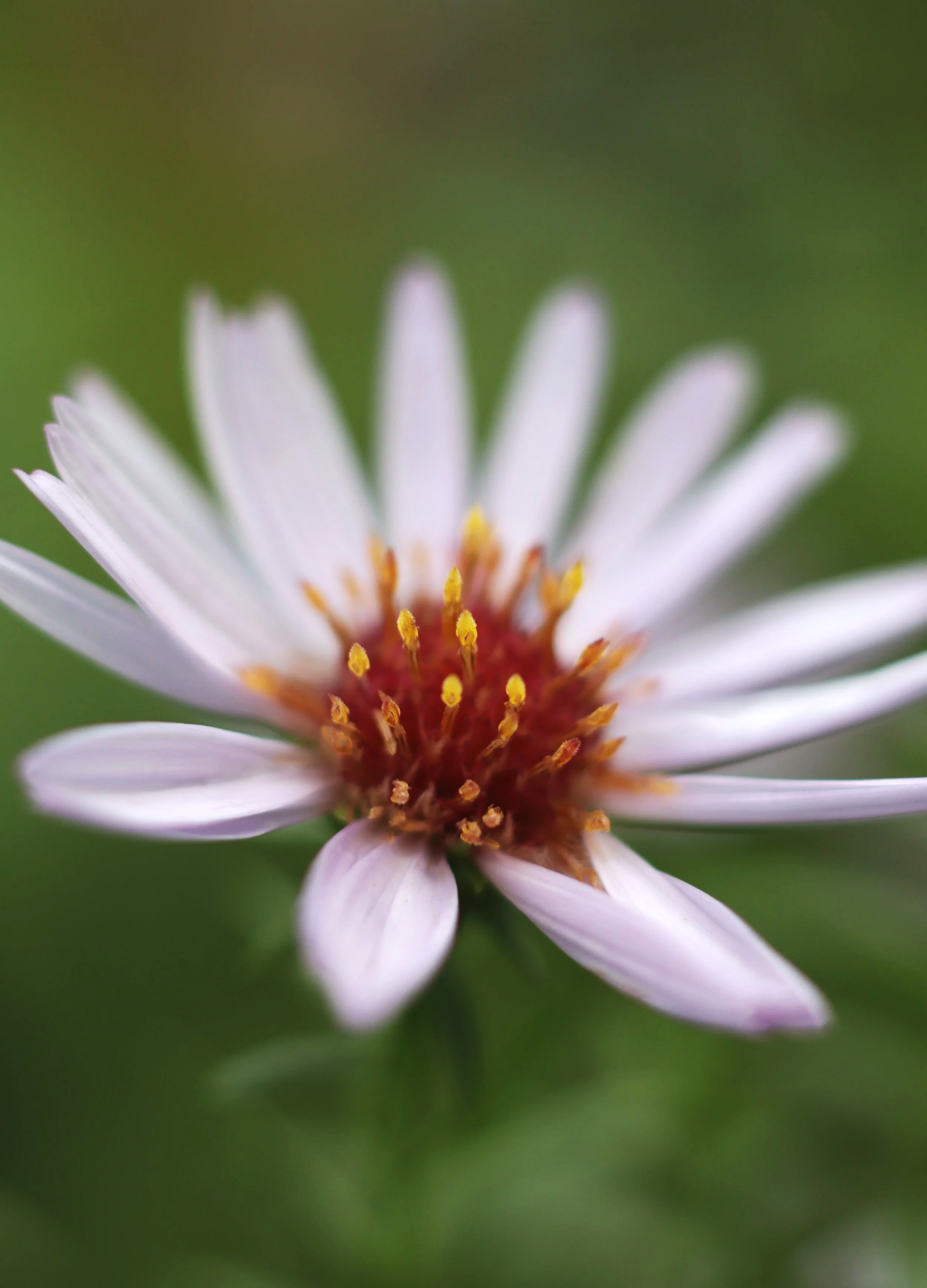 Aster 08-10.png