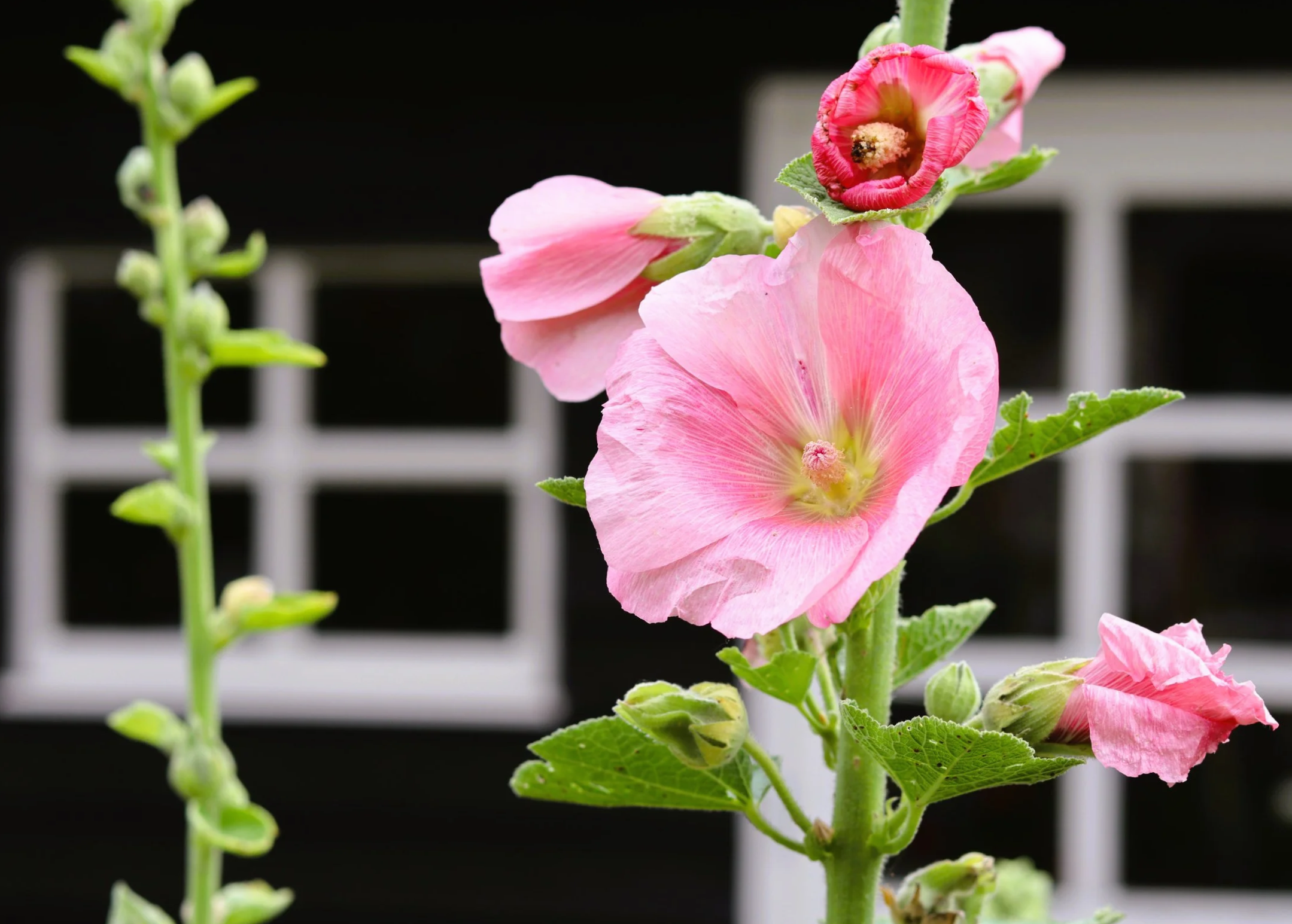 Hollyhock in the backyard | Stokroos in de achtertuin