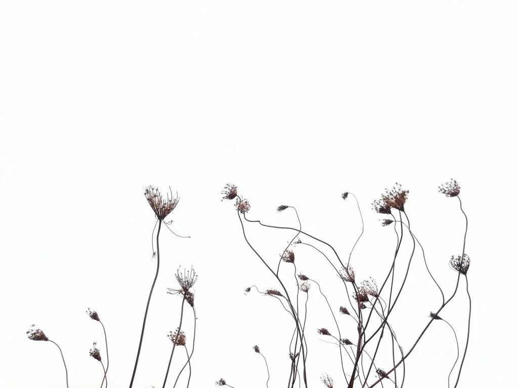planten.jpg