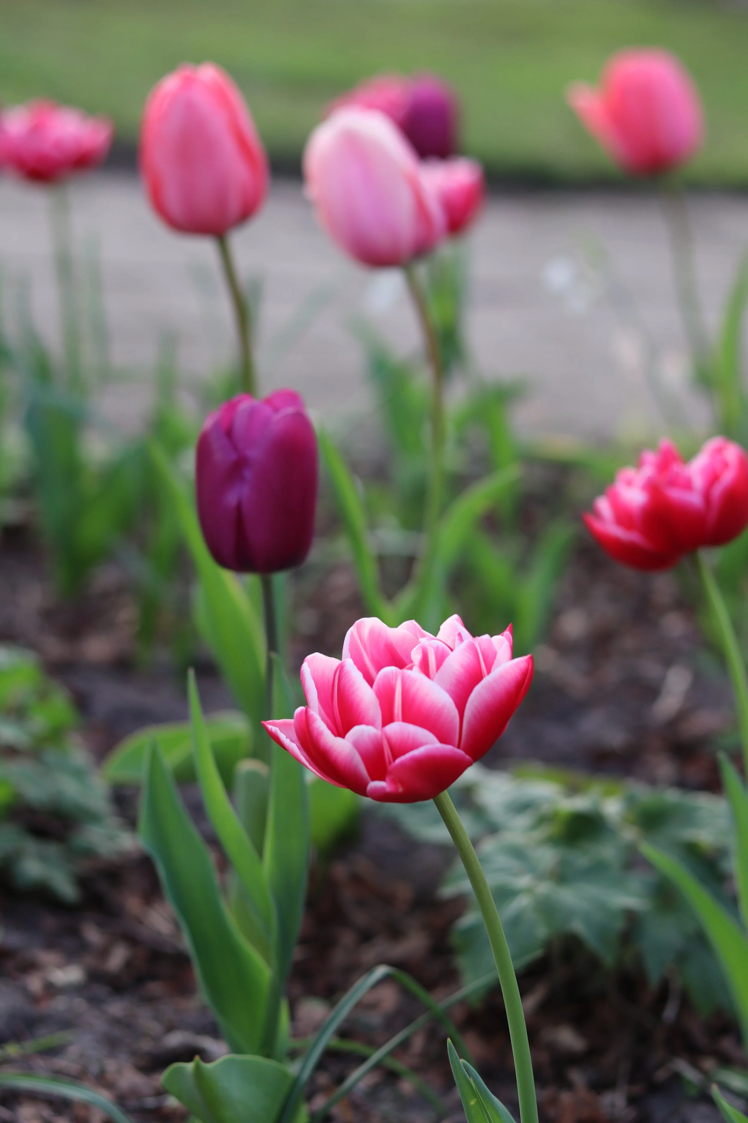 Spring in the small frontyard, Eastermar, Friesland | Biologische bloembollenfeest