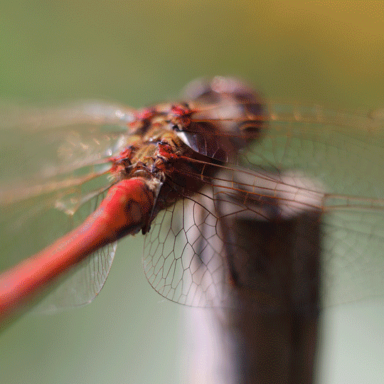 Insects in the garden, Mantgum, Friesland | Insecten in de tuin