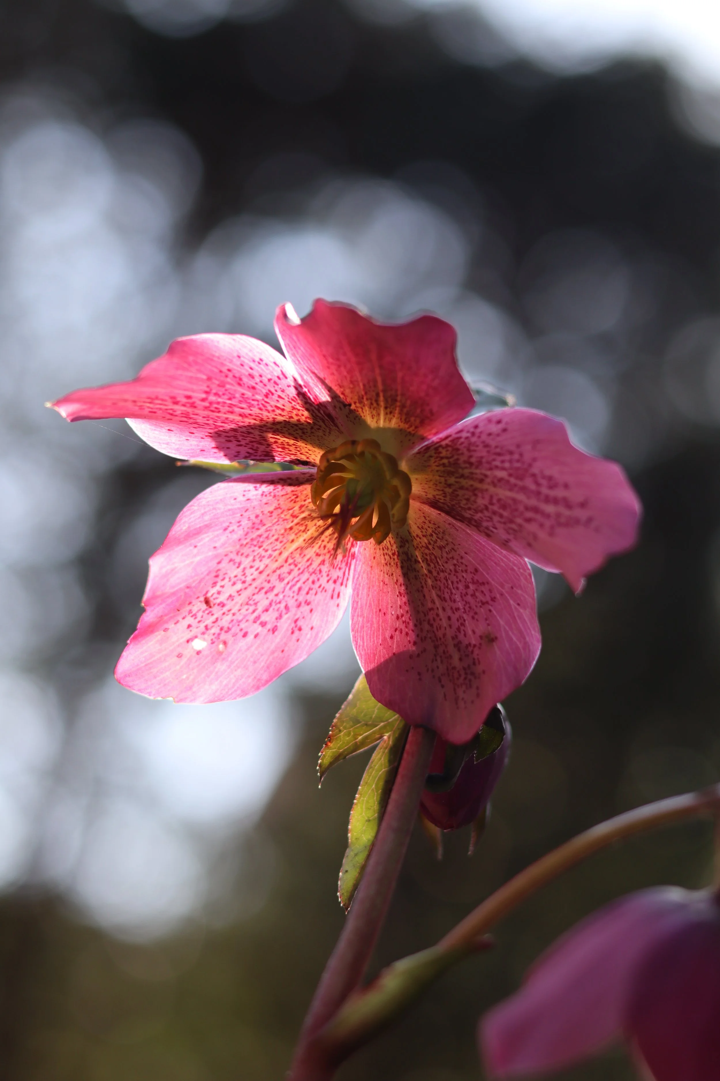 Helleborus, Kerstroos