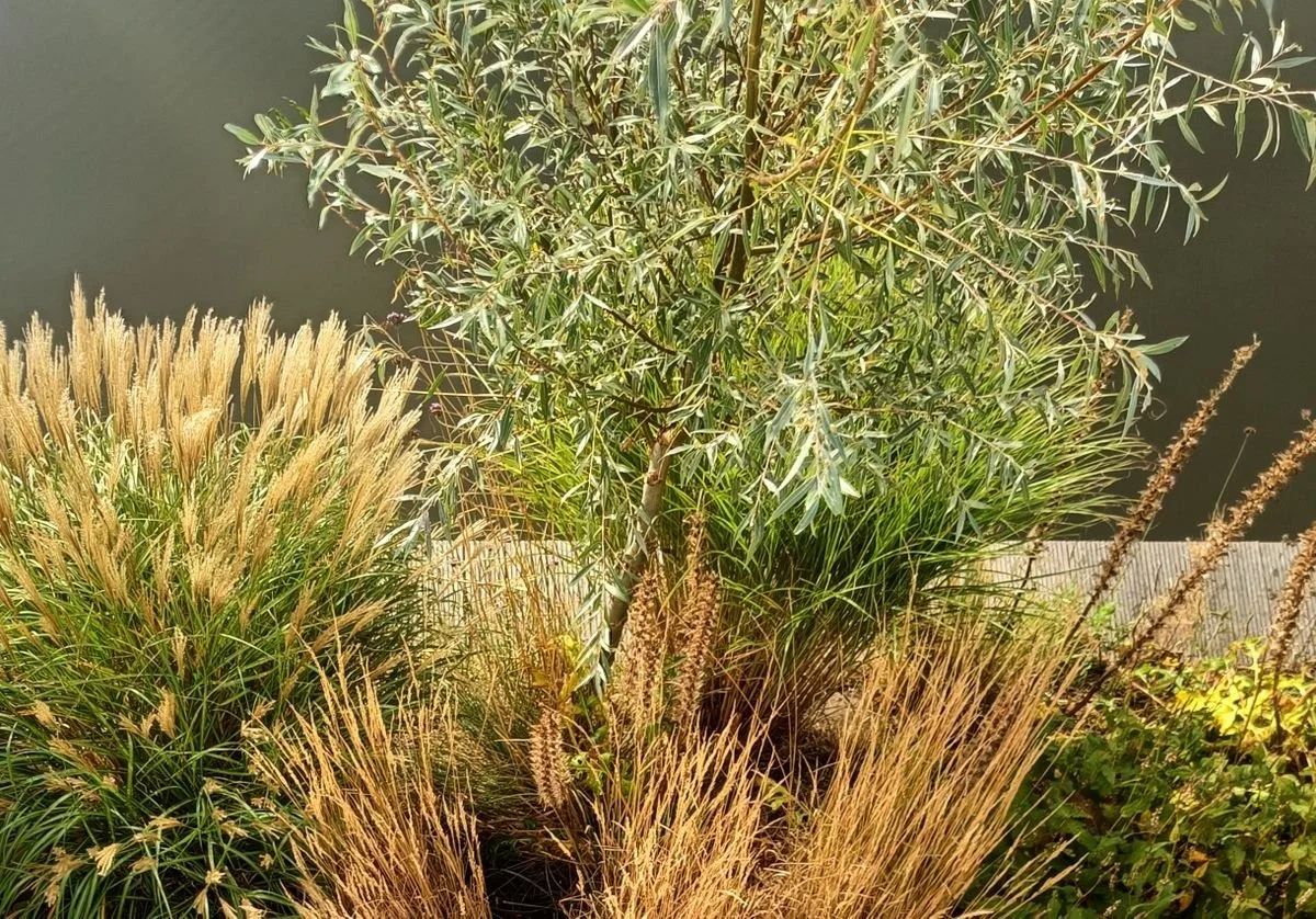 Garden from above, Mantgum, Friesland