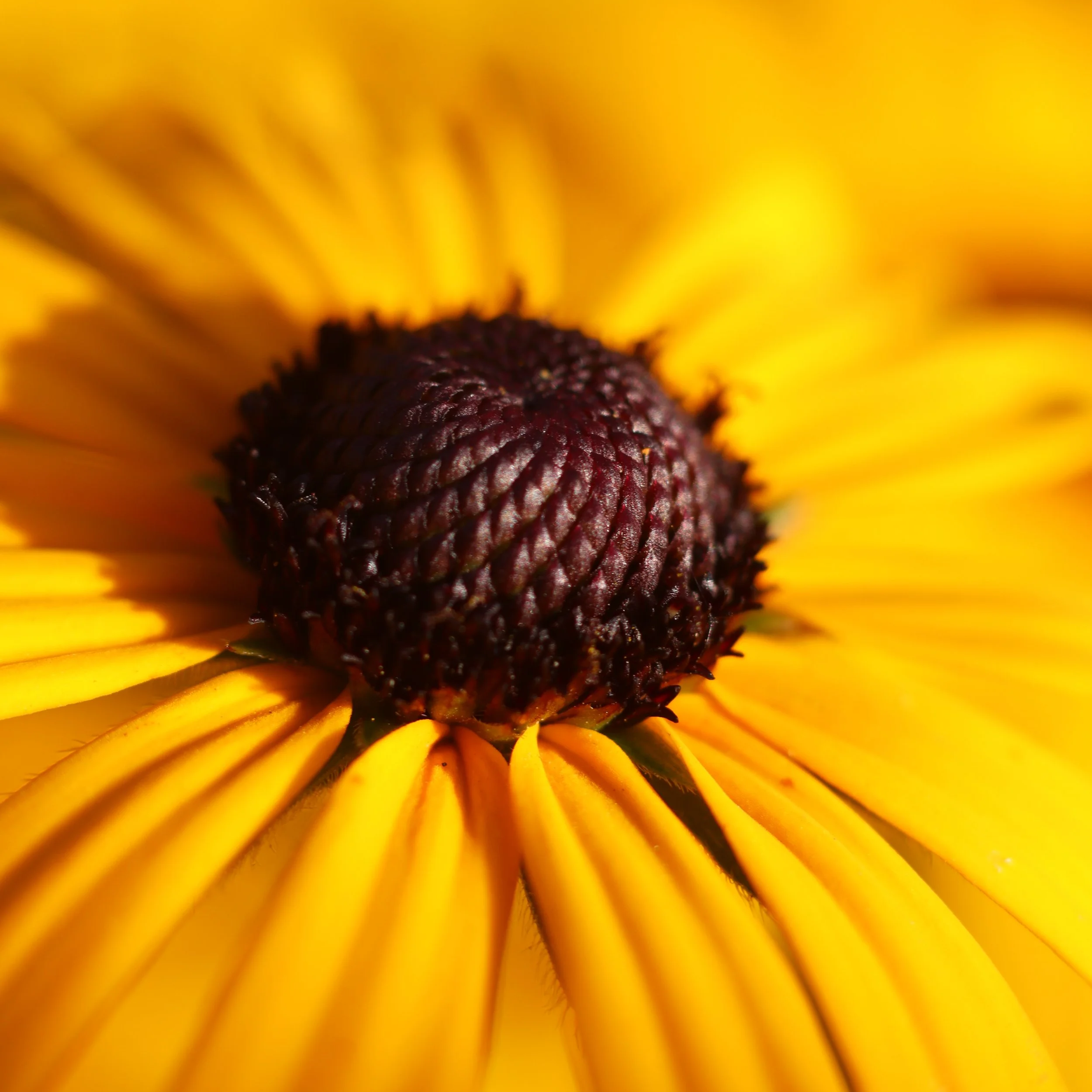 IMG_3571.png