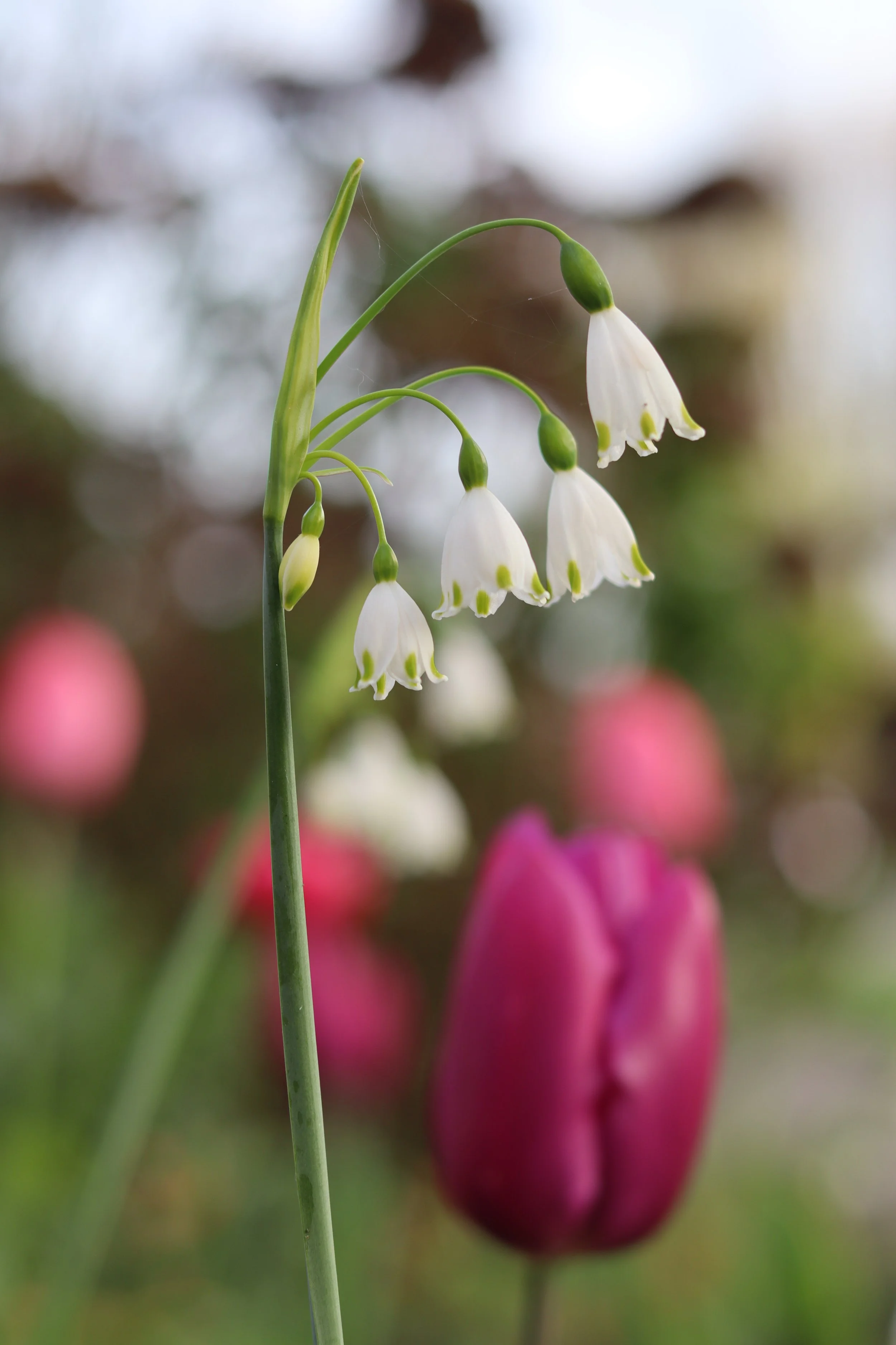 Spring in the small frontyard, Eastermar, Friesland