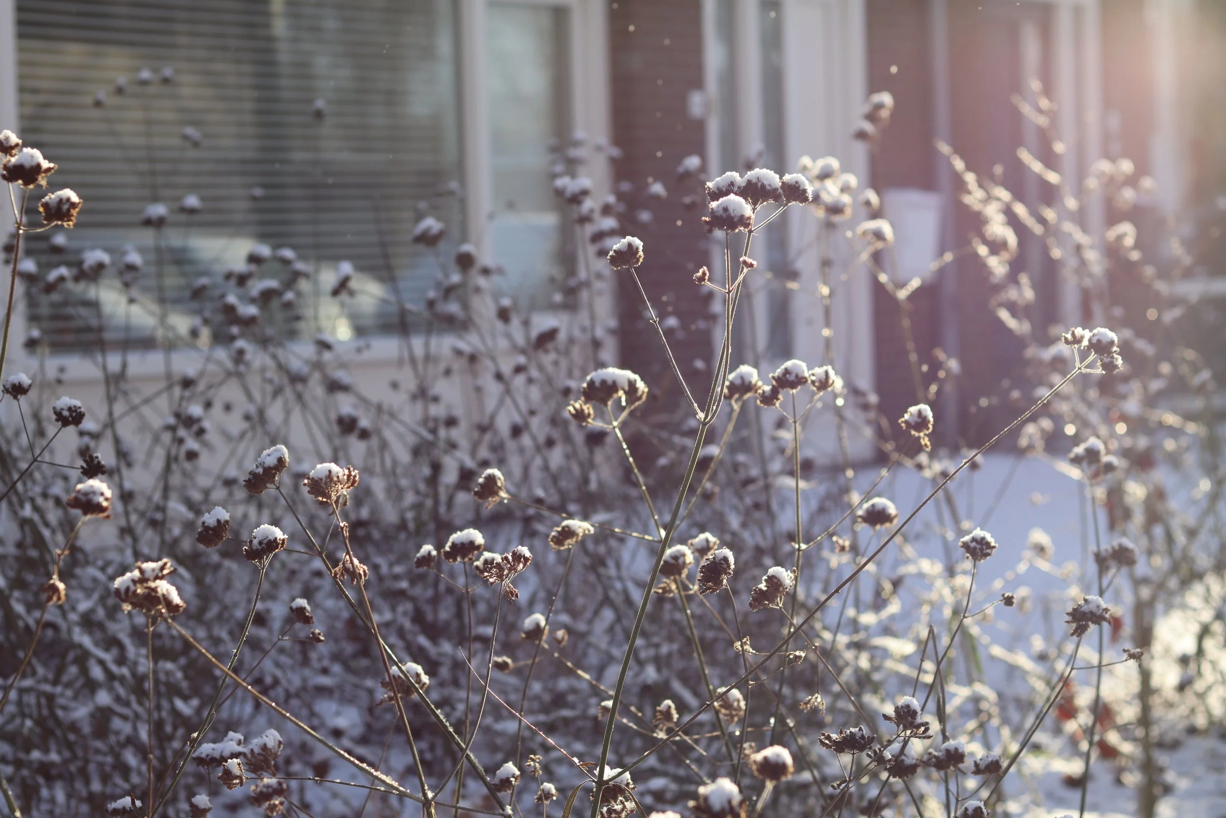 Winter in the garden, Eastermar, Friesland | Wintertuin