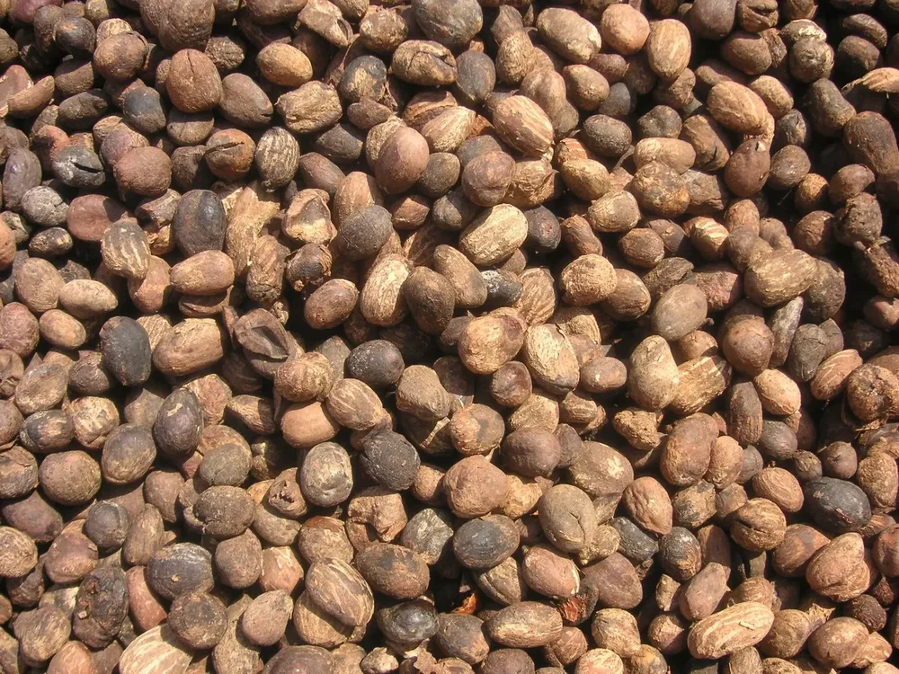 Shea nuts