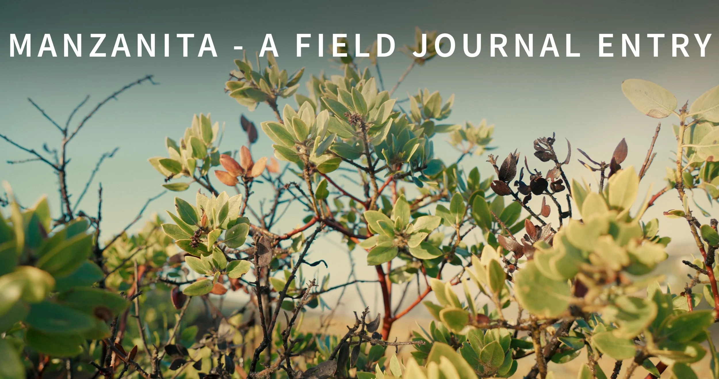 Manzanita - A Field Journal Entry