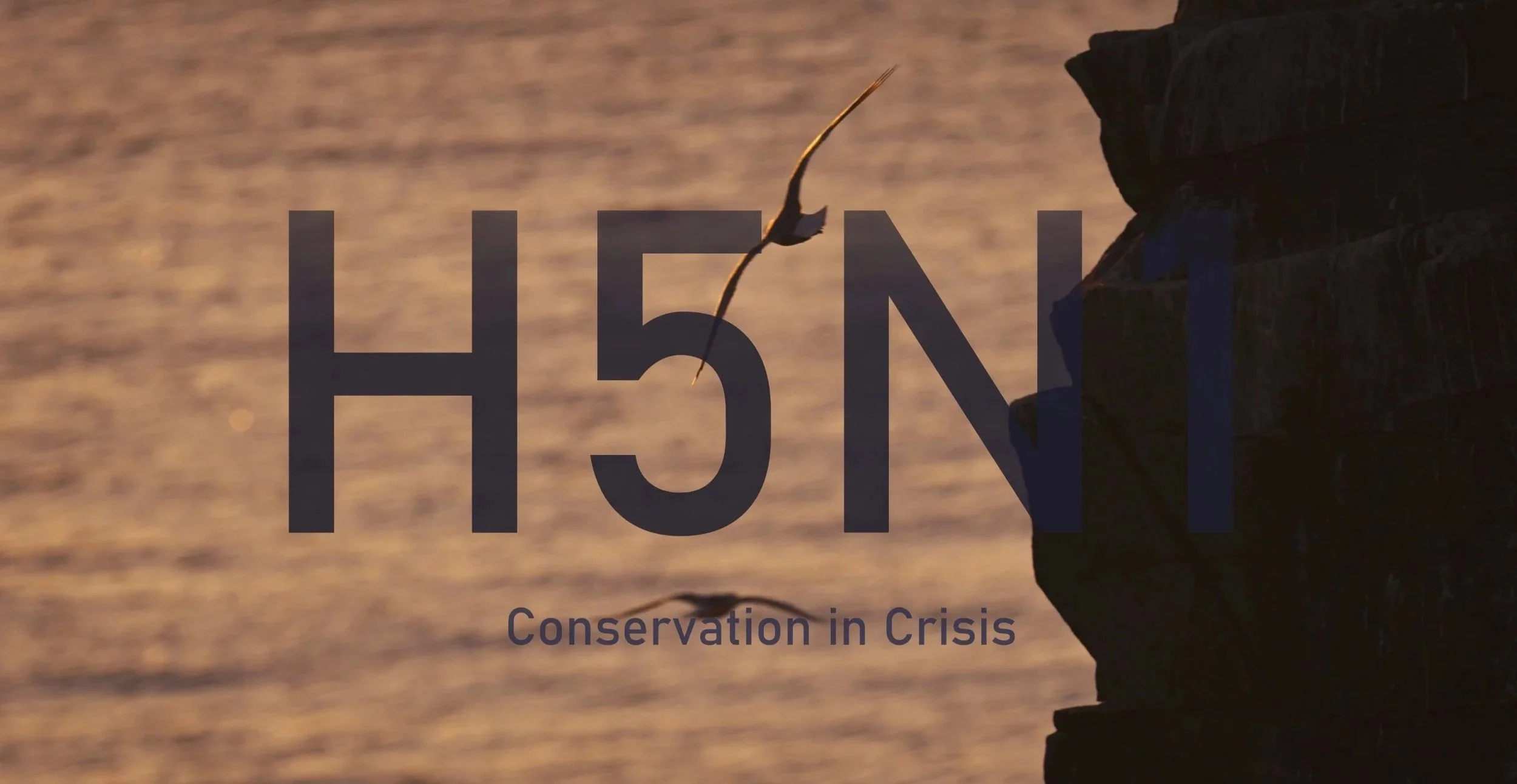 H5N1 : Conservation In Crisis
