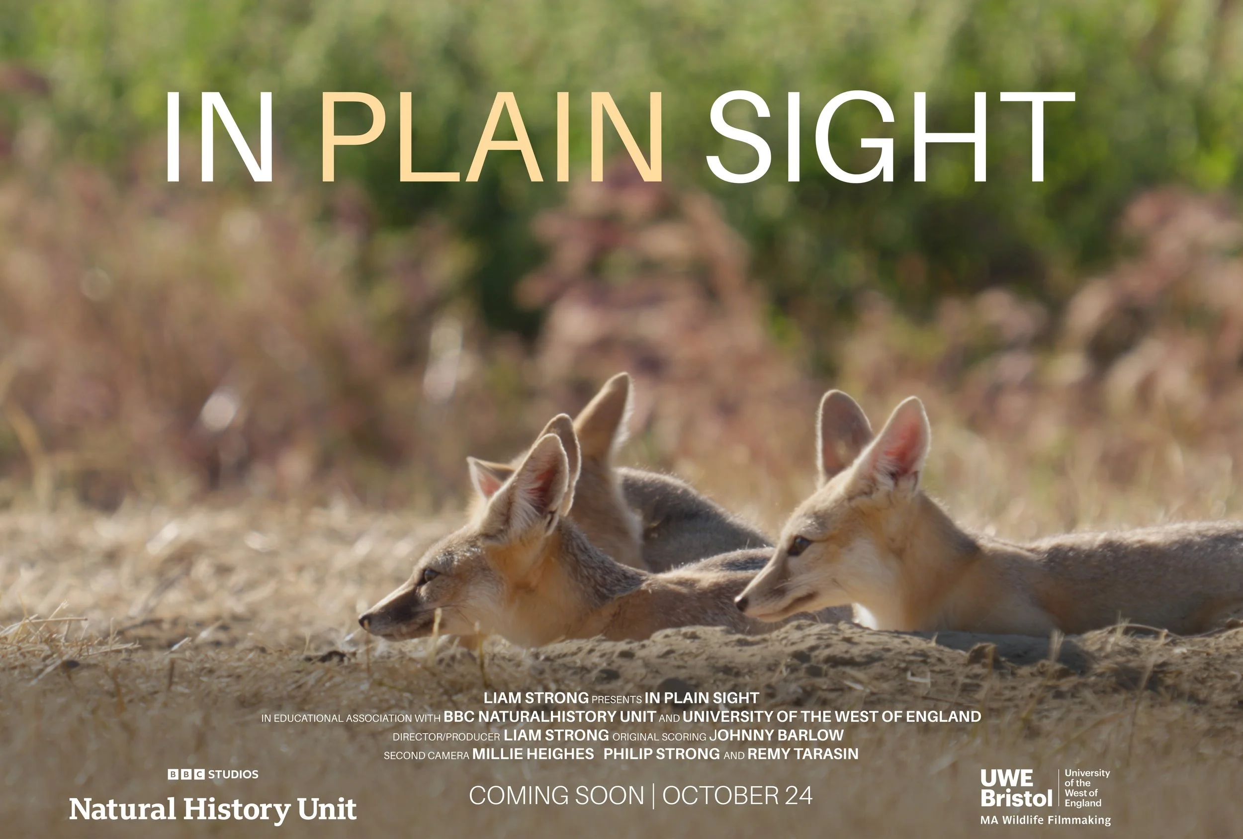 In Plain Sight