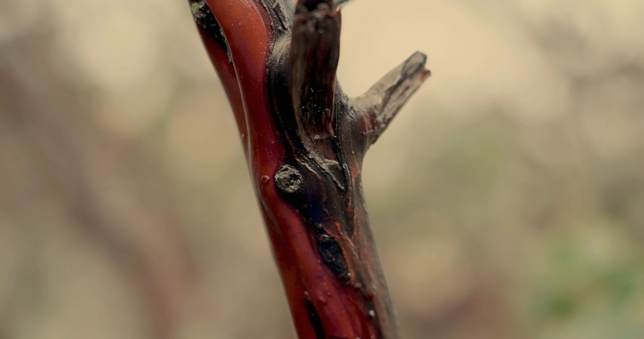 mpv-shot0017.jpg