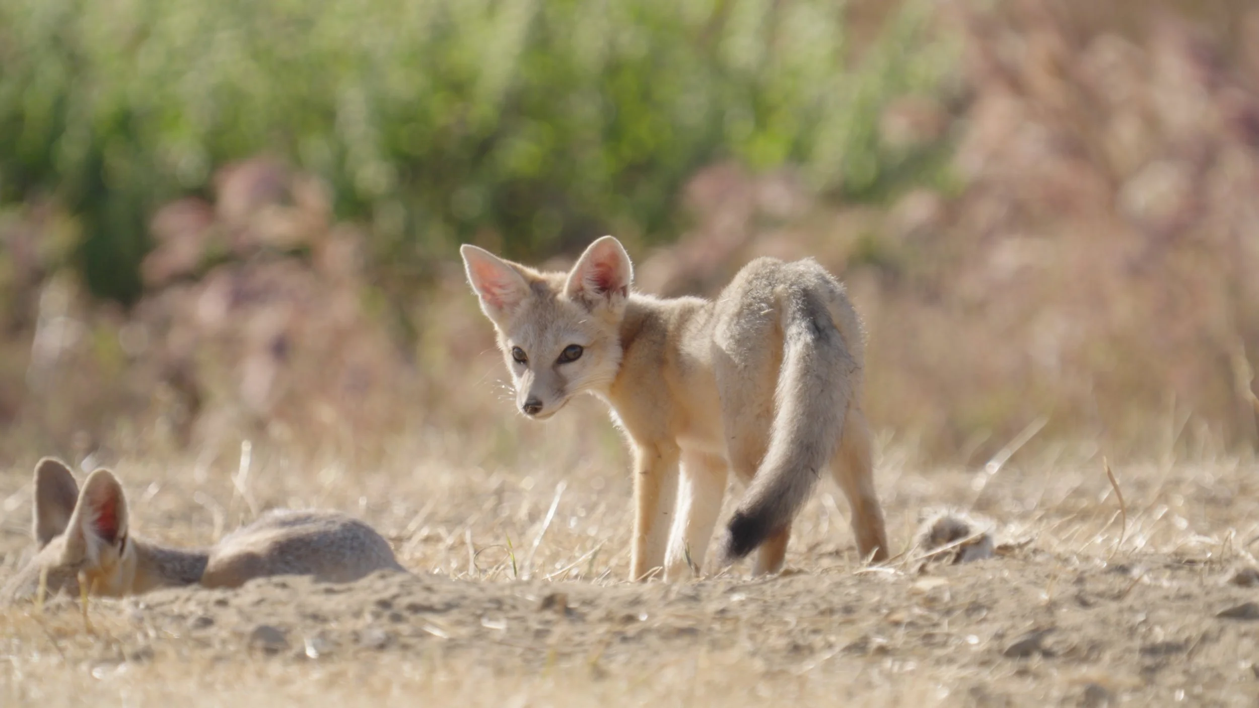 Kitfoxes Stringout Selects.02_49_31_05.Still016.jpg