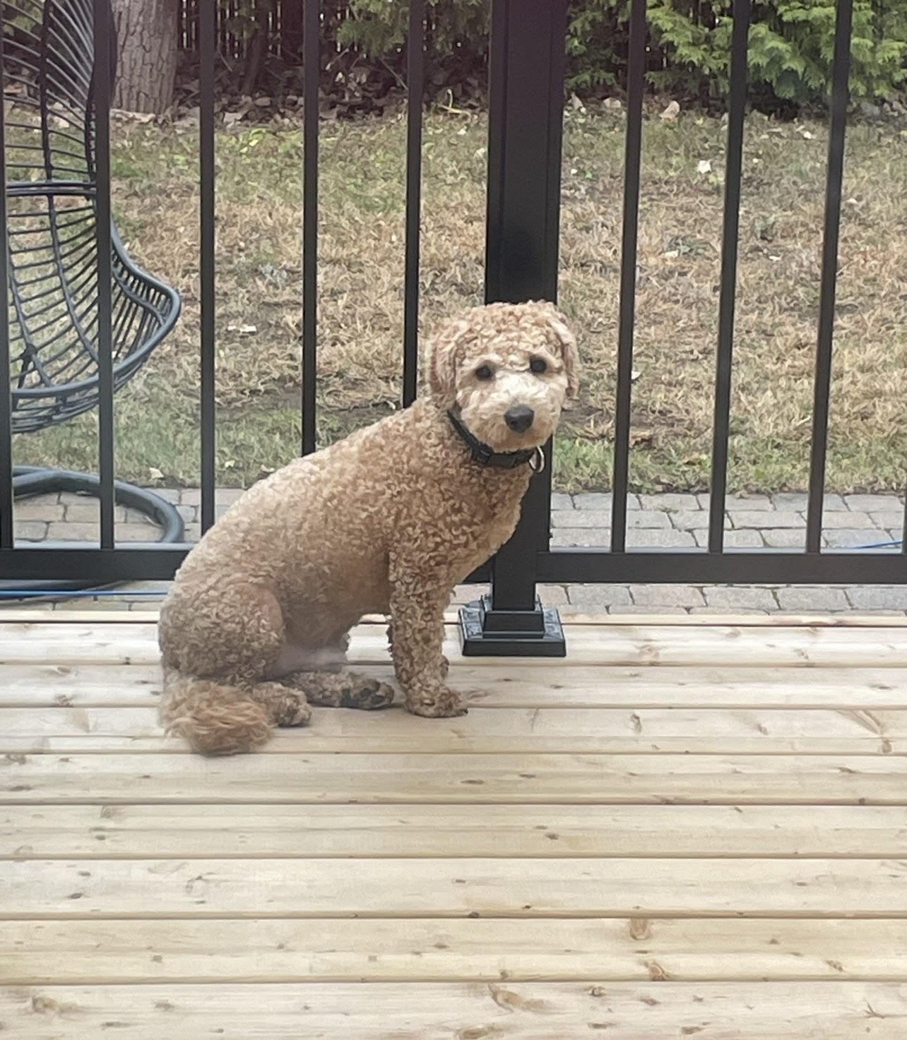 peanut.jpg