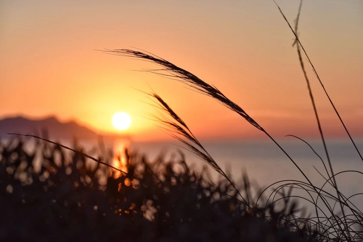 Sunset over the ocean with silhouetted tall grasses and bushes in the foreground.