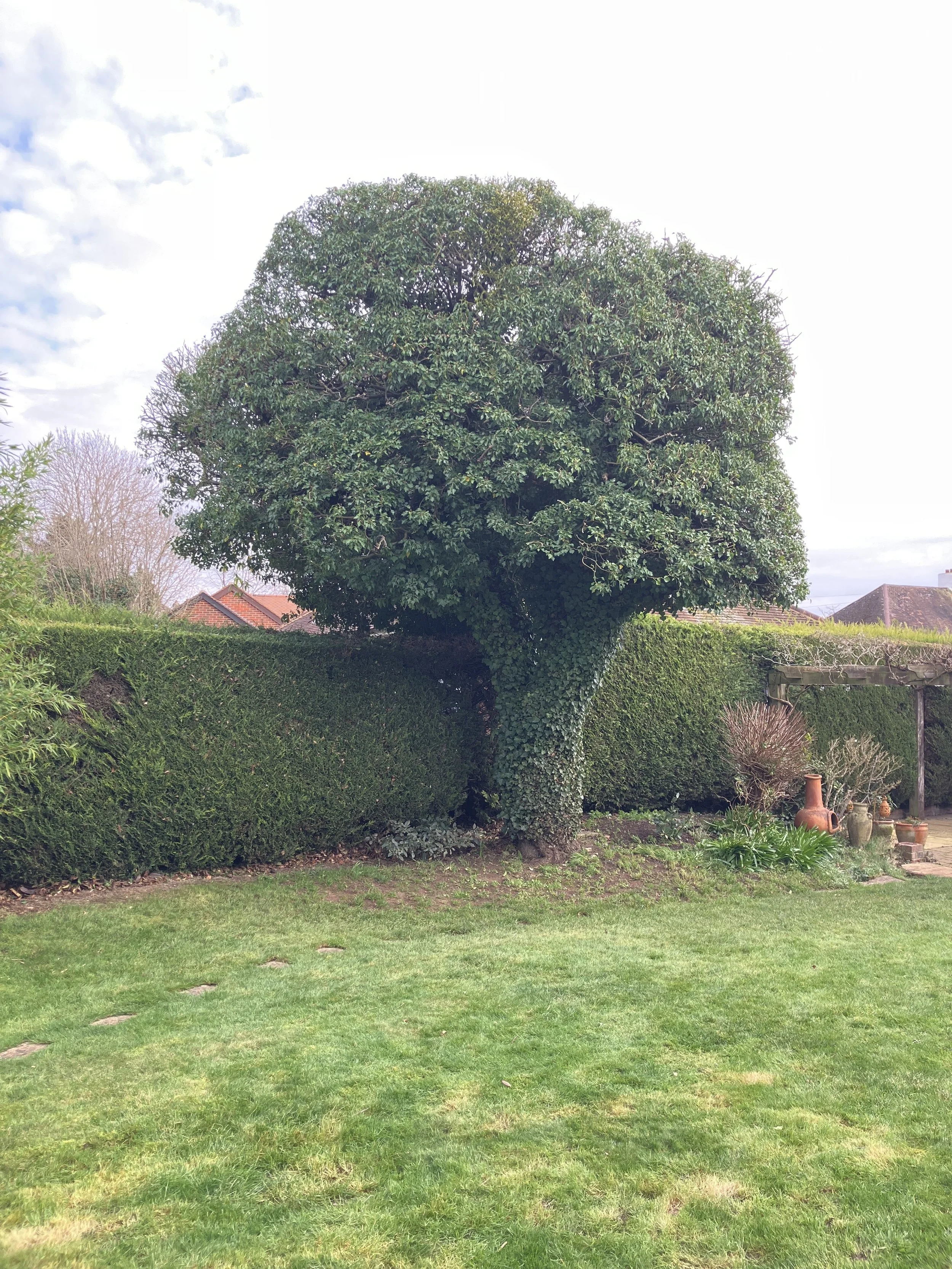 Large mature apple tree heavily covered in ivy after pruning by Elementree Care tree surgeons.”
