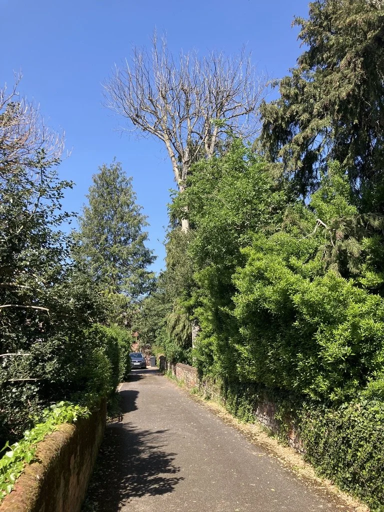 Crown reduction of overhanging tree in Marlow conservation area by Elementree Care