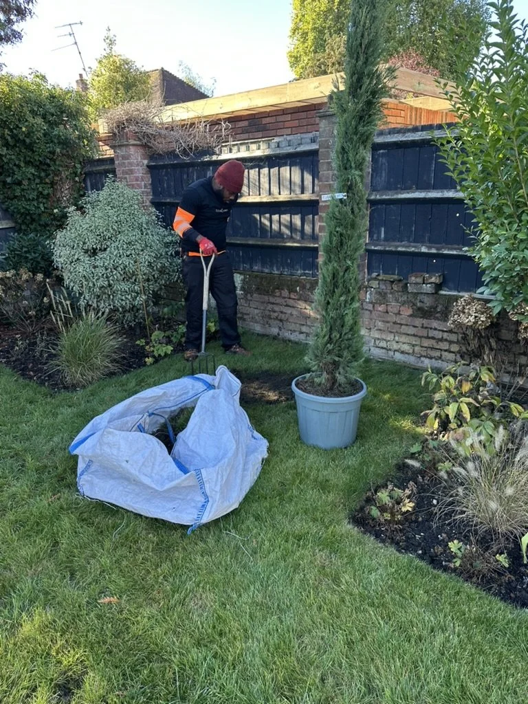 Elementree Care team manually positioning an Italian cypress tree for planting