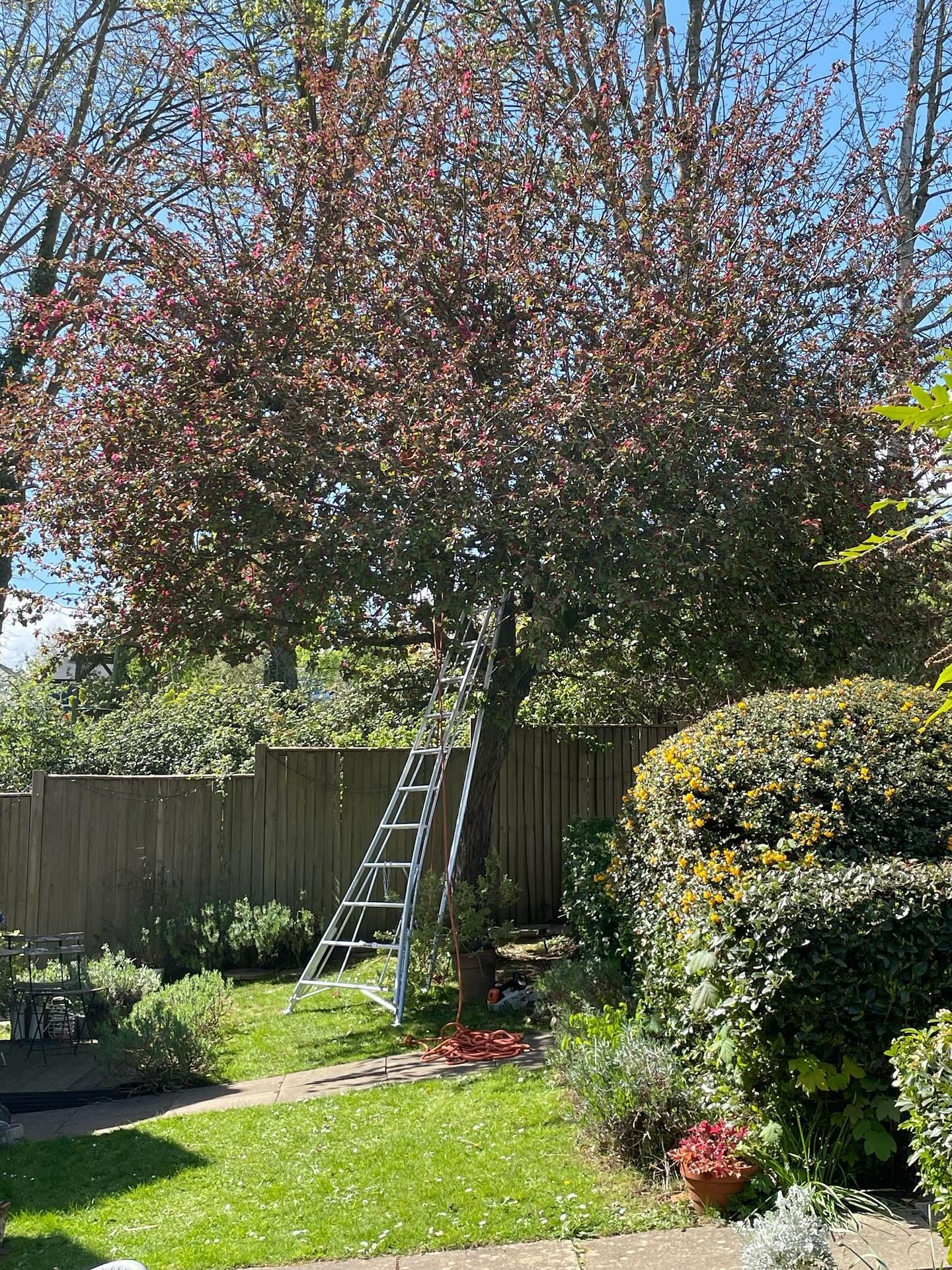 Little cherry plum reduction.  #treecare #treepruning #arborist #treesurgeryuk #treesurgeon