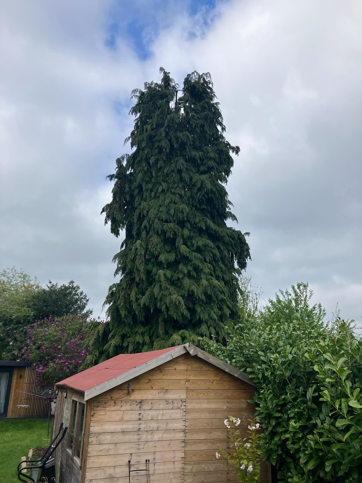 Cypress reduction,to bring this monolith in shape