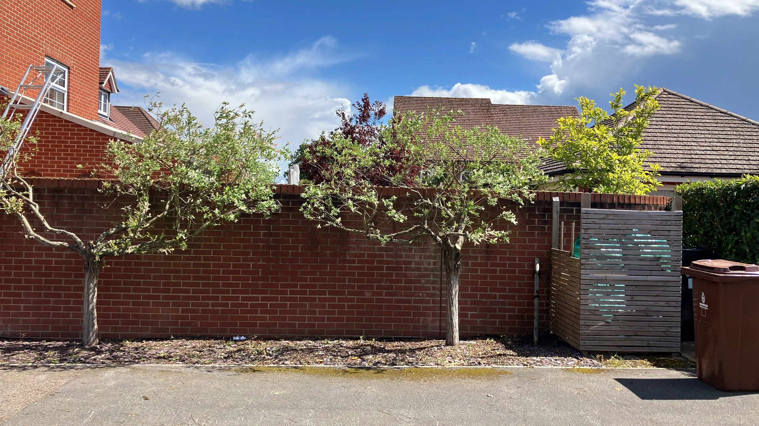 Salix Willow Pruning and Restoration in Reading