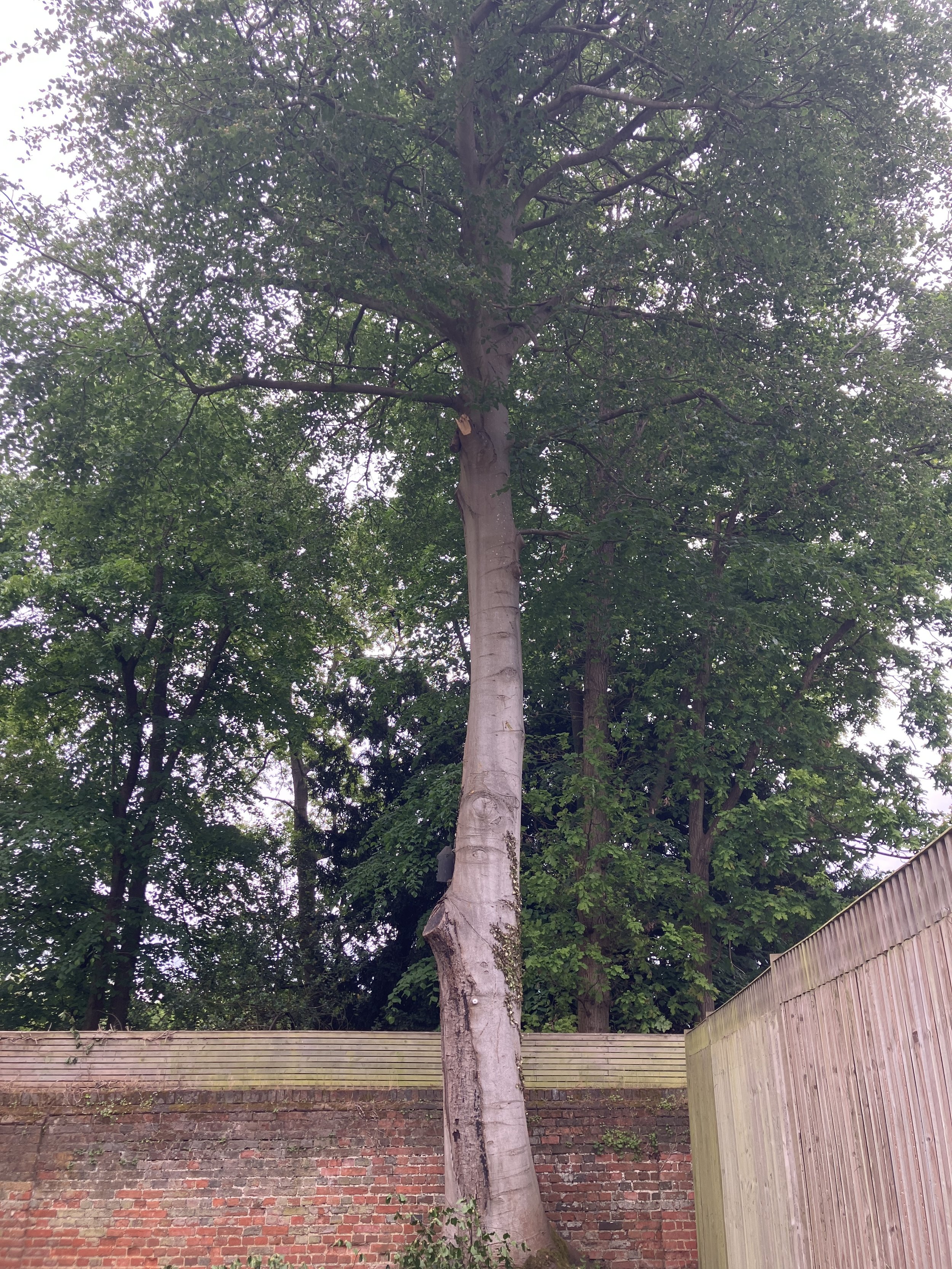 Large Beech Tree Removal and Decay Inspection in Maidenhead