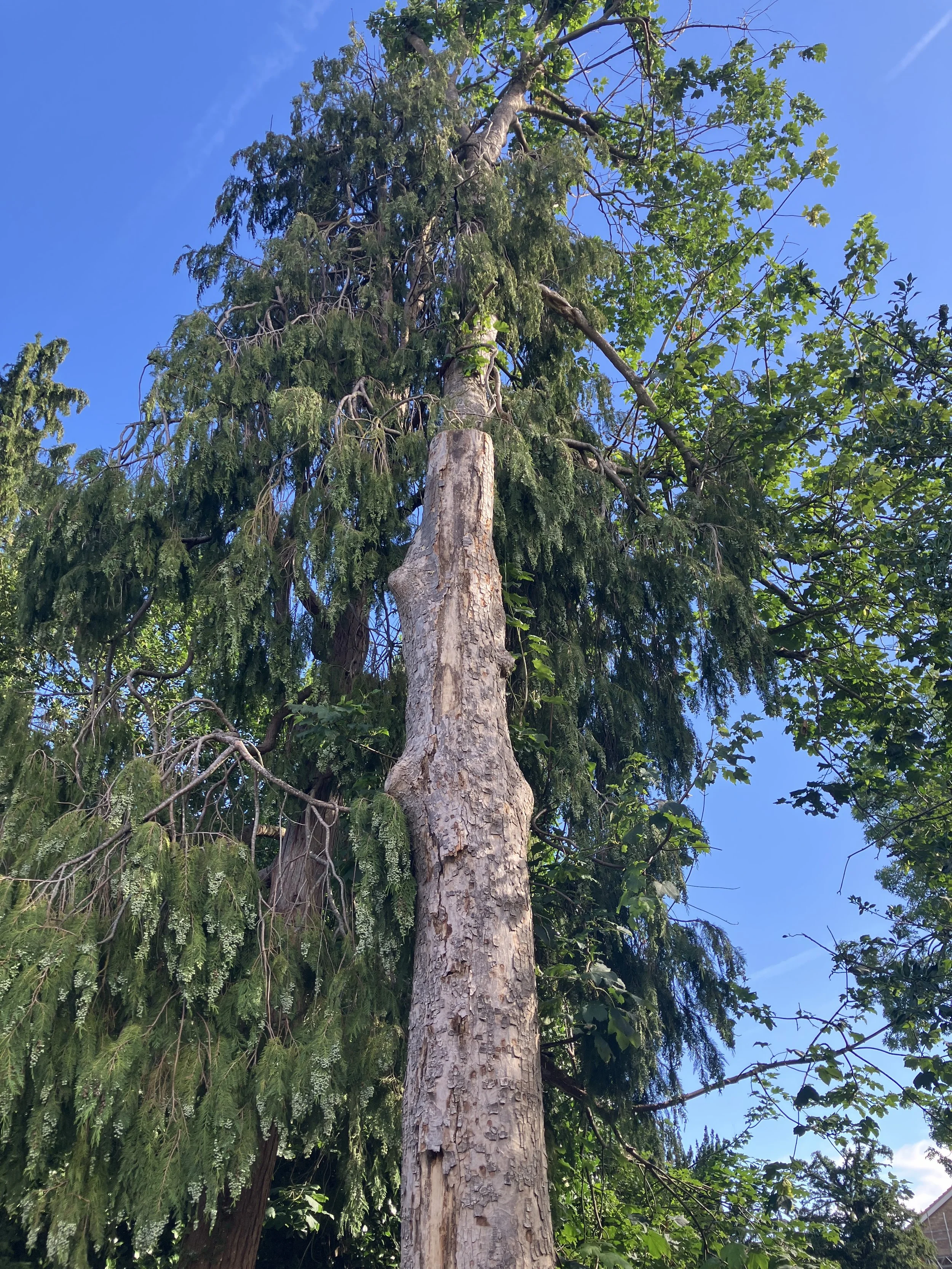 Tree Health Assessment and Crown Reduction in a Marlow Conservation Area