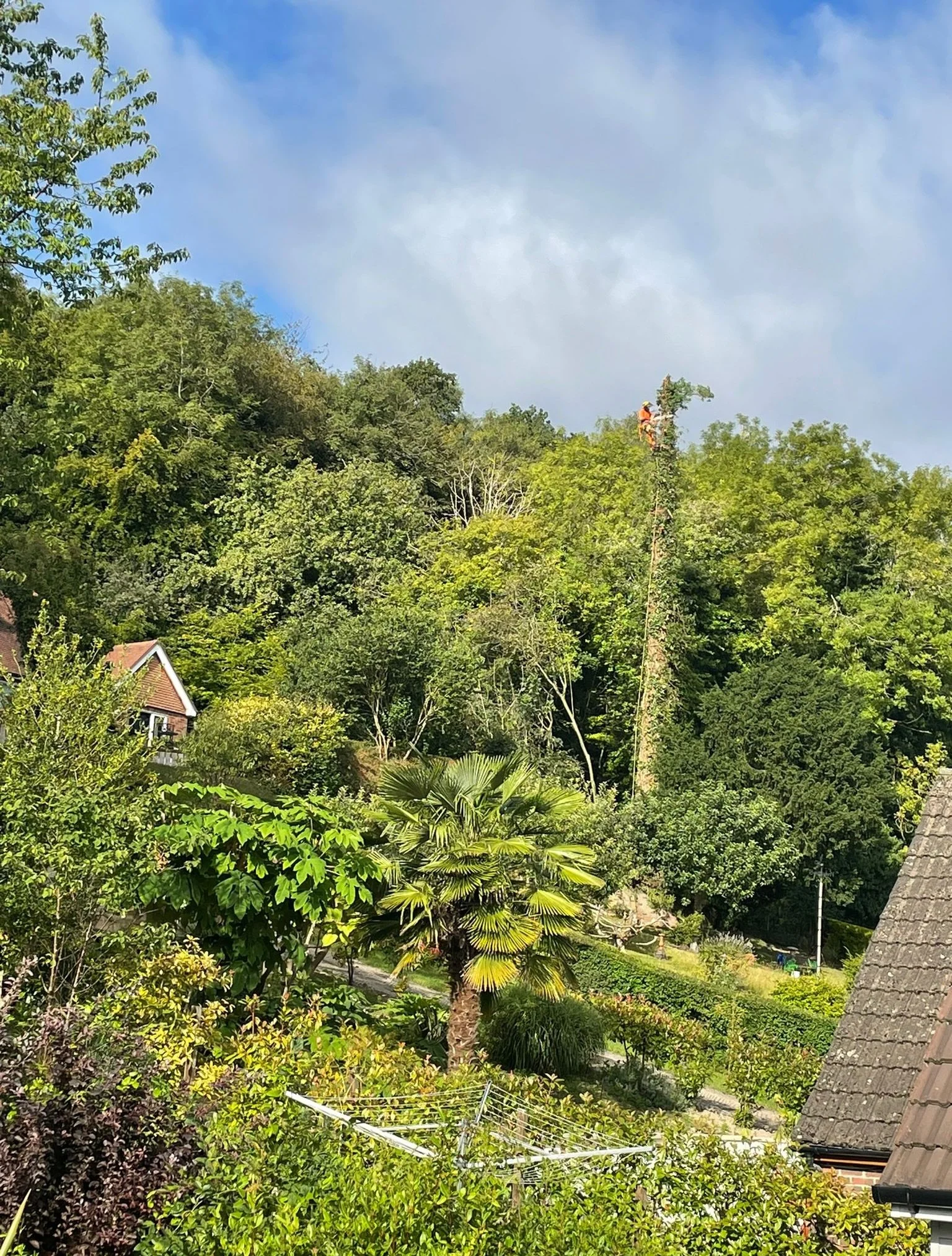 This tree was removed because of it close proximity to the owners property it was also on the edge of huge slope towering over the neighbouring property client also wanted to keep all the logs which was a bonus #treesurgery #TreeRemoval #Arborist #Tr