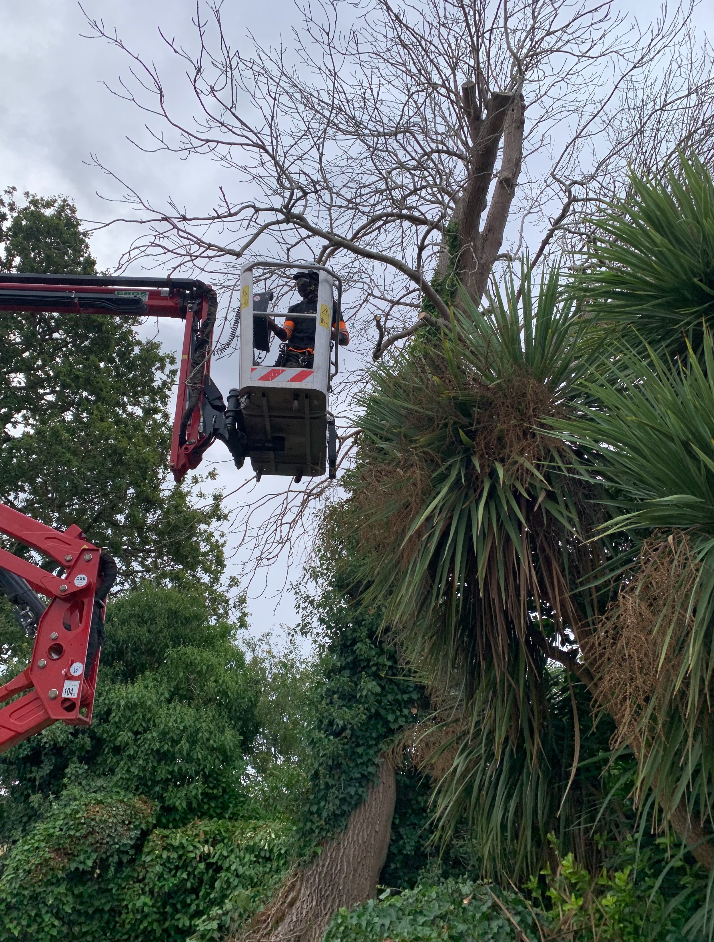 This dead Ash in Seer Green had half its root plate decayed and uprooted, so we brought in a MEWP for safe removal. The timber didn&rsquo;t go to waste either&mdash;we cut and split it into firewood for the owners. 🪵
 #TreeRemoval #TreeSurgeon #Arbo