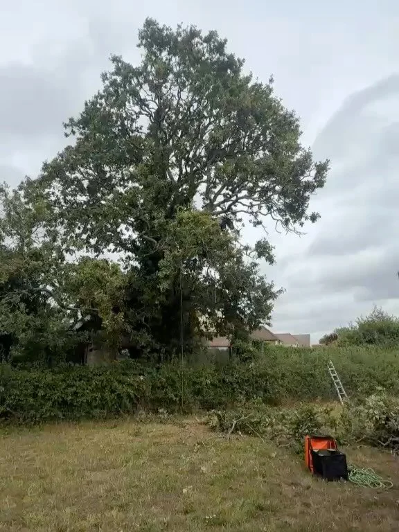 This grand Oak stood beside the property, spreading over a neighbouring footpath and into the adjoining field. We carefully reduced the height and spread, while removing deadwood throughout the crown&mdash;improving its shape and maintaining this imp